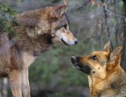 Wolf und Hund